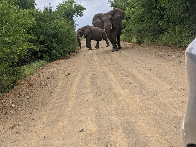 Ship Log #12: Richards Bay and Imfolozi Game Park